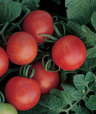 Tomato - Heirloom - Gardeners Delight