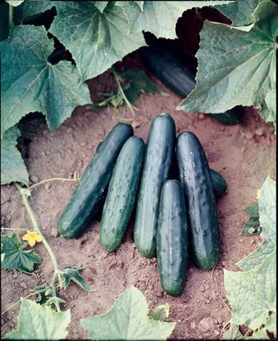 Cucumber - Marketmore